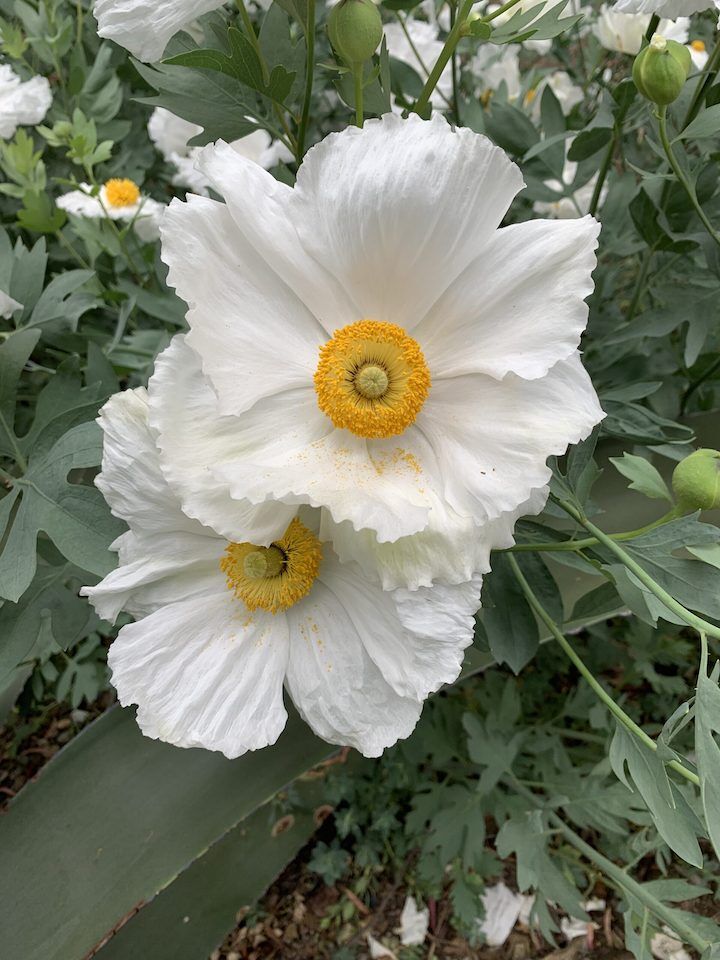 Courtesy of Ruth Bancroft Garden and Nursery.jpg
